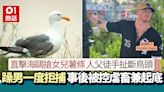 海鷗強搶女兒炸薯條 躁父徒手扯斷鳥頭拒捕 被控虐畜兼起底公審