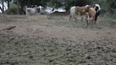 Sequía provoca declaración de emergencia en tres municipios de Chuquisaca - El Diario - Bolivia