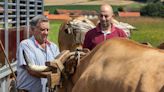 La Asturias ganadera exhibe su fuerza en Manzaneda (Gozón)