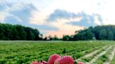 10 Places to Pick Strawberries in Maryland and Virginia - Washingtonian
