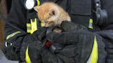 Kitten Rescued From Under Sidewalk With a Can of Tuna