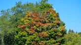 When Wisconsin fall colors are expected to peak in 2022