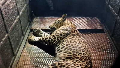 Leopard that killed farmer in UP’s Bahraich trapped by forest dept: Official