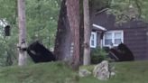 Police alert residents in central Massachusetts town of bear sighting: "This isn't Yogi"