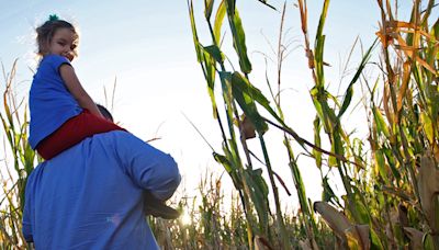 Circle S opening this month with Peanuts corn maze design