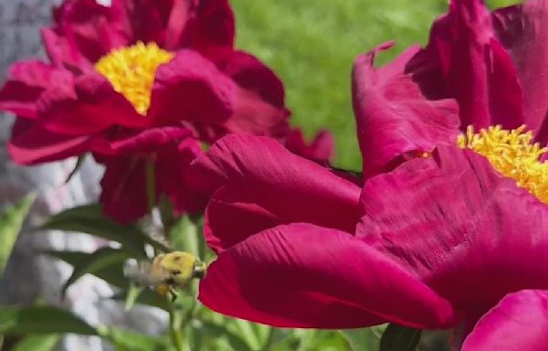 Historic peony garden in bloom at University of Michigan's campus in Ann Arbor. How to plan your visit