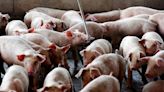 Illegal muscle-building drug found in some U.S. pork exports