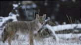 Iowa DNR investigating illegal dumping of coyote carcasses in rural Johnson County