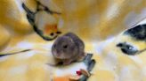 Diamonds of the season: Arlington shelter seeks homes for 'Bridgerton' named hamsters