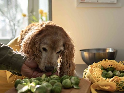 Can Dogs Eat Brussels Sprouts? Safety, Benefits, and Prep Tips