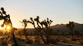 How Joshua Tree Became an Artists' Haven — and One of California's Coolest Destinations