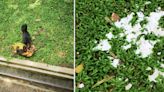 Resident claims birds have ‘attacked’ children at Yishun, but authorities are unresponsive ‘for weeks’