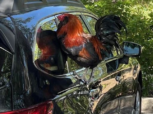 This Florida city is grappling with a rooster mystery