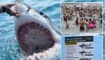 Sharks in Long Island waters the ‘new norm’ after uptick in bites last summer