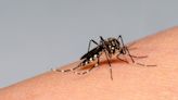 En la última semana se notificaron 2072 nuevos casos de dengue en Entre Ríos | apfdigital.com.ar