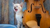Stray Cat Wanders Onstage To Hear Orchestra at Istanbul Music Festival and Steals the Show