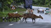 Assam flood: 17 animals drown, 72 rescued in Kaziranga National Park