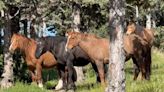 Bend ‘wild horse detective’ reunites BLM mustangs with families