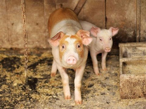 African Swine Fever kills 5,430 pigs in Mizoram