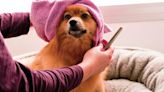 Dog Grooming Advice to Keep Pets Clean and Healthy