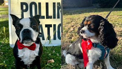 General election 2024: your best dogs at polling stations photos