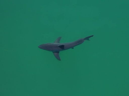Sharks are congregating at a California beach. AI is trying to keep swimmers safe