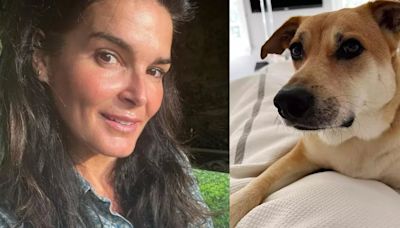 Angie Harmon llevará a la corte al hombre que disparó y mató a su perro: “Estamos en terapia por el trauma”