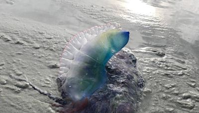 Toxin-carrying creature popping up on GA, NC beaches. Have they washed up on Hilton Head?