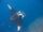 Giant oceanic manta ray