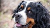 Bernese Mountain Dog Attempts to ‘Catch’ a Bumblebee and It’s Pure Cuteness Overload