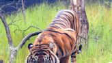 Akron Zoo celebrates Tiger Day with two events including adult-only tequila tasting