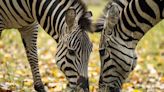 2 zebras shipped to New Brunswick after turf war at Saskatoon zoo