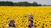 Sunflower crop earliest for more than a decade following heatwave