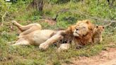 Watch: Lion cub sneaks up on sleeping dad