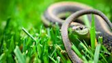 How to Keep Snakes Out of Your Yard — Easy Expert Tips Stop Them From Slithering