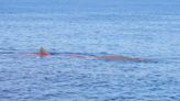 Sperm whale killed by ship in Strait of Gibraltar