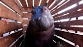 La hipopótama Serena llega al Bioparc Valencia para revolucionar la cueva de Kitum: se la verá bajo el agua