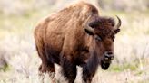 Man accused of kicking bison at Yellowstone is arrested on alcohol charge