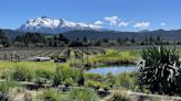 La nueva ruta del vino patagónico que crece en un valle en las cercanías de Los Alerces