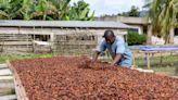 Cocoa Futures Advance as Ghana Seeks to Restrict Some Supplies