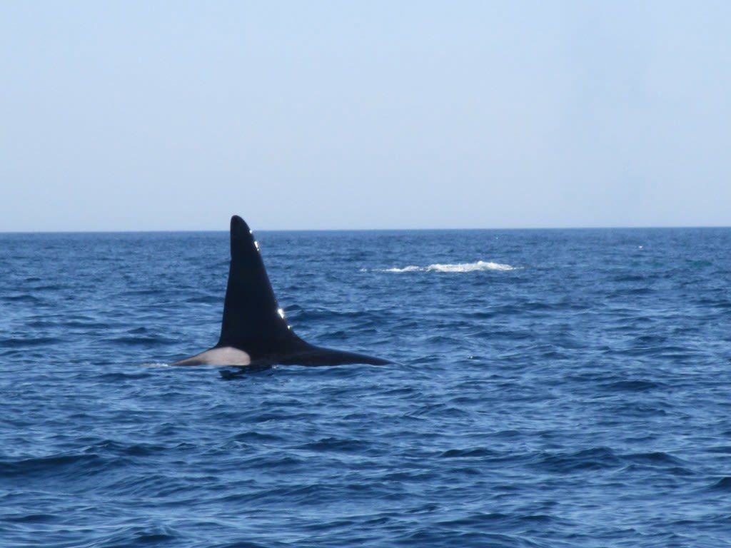 Orca spotted off Cape Cod. Will killer whales attack local white sharks? ‘Time will tell’