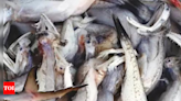 Bombay duck most caught fish in Gujarat | Ahmedabad News - Times of India