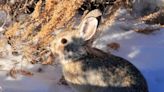 Washington Department of Fish and Wildlife seeks public input on pygmy rabbit status