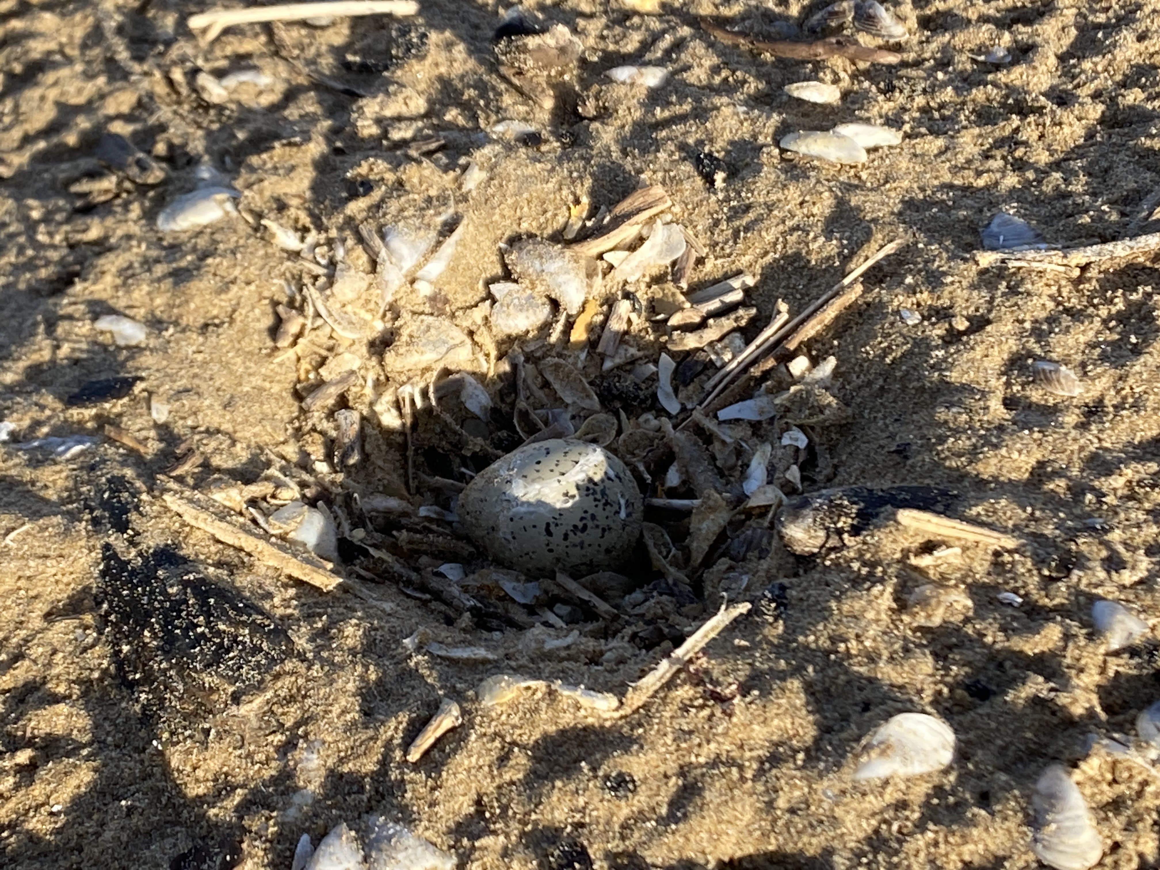 Piping plover egg found at Montrose Beach — giving rise to 'possibility of new hatchlings'