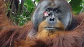 Ciencia Afición: una nueva especie en Galicia y el orangután que se automedica