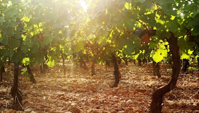 Napa Wine Made From Old Vine Petite Sirah, The Grape That Once Dominated Napa Valley