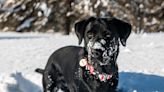 Utah Firefighter Risks His Life to Save Dog From Frozen Pond