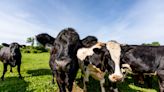 Conservation of Great Bay Farm preserves an iconic Seacoast fixture