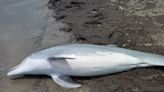 Dolphin That Washed Ashore in Louisiana Was Shot & Killed, Officials Say