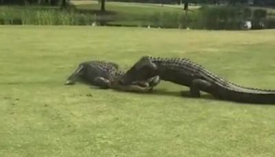 Filmaron una feroz pelea entre dos cocodrilos en el hoyo 18 de un campo de golf